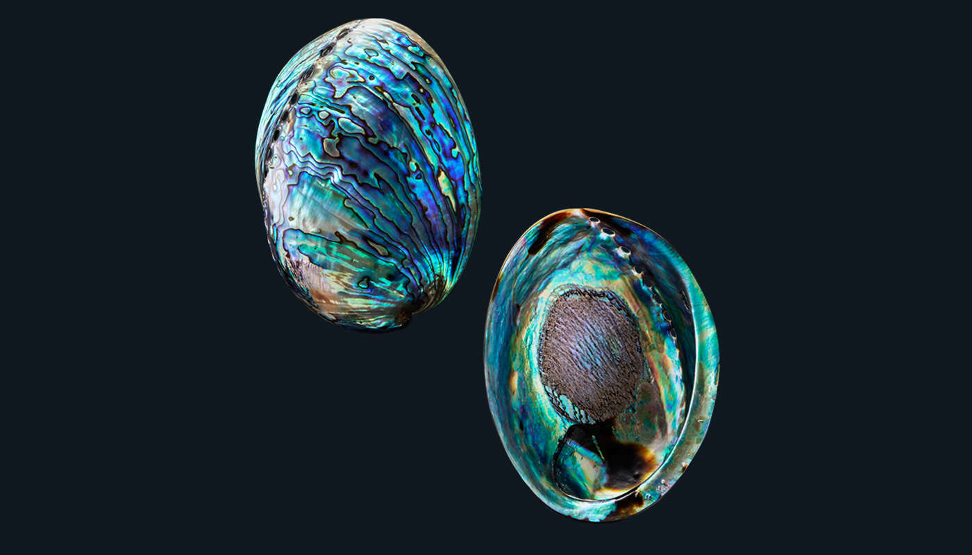 New Zealand Abalone